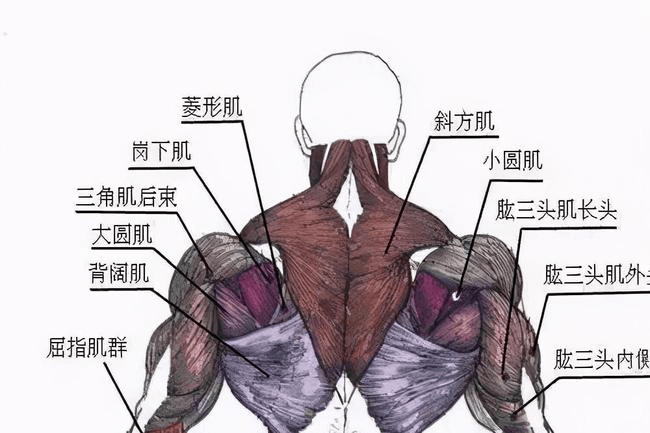 背阔肌肌肉功能,背阔肌肌肉功能与迅捷解答方案实施的探讨——以4K版75.64.93为视角,实践经验解释定义_心版69.80.70