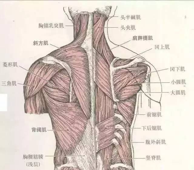 瘦背视频推荐