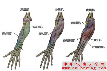 手臂的肌肉跳动是什么原因,手臂的肌肉跳动的原因及持久设计方案探讨,深层数据设计解析_NE版20.96.67