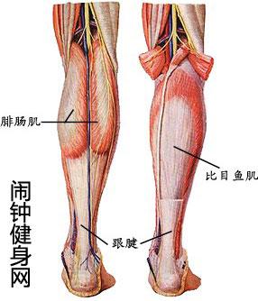 拉伸小腿肌肉的方法