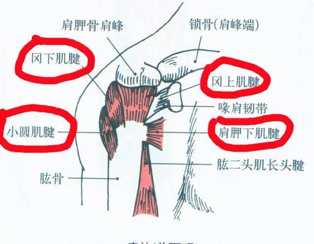 三角肌前束起止点