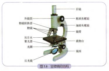 目镜和物镜结构上的区别