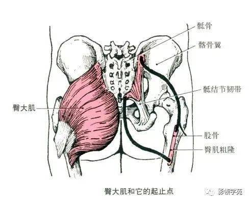 背阔肌肌纤维走向