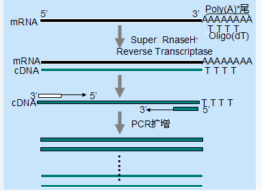 pcr扩增电泳结果图怎么看,PCR扩增电泳结果图解析指南与经典解答解释定义,实效设计计划_再版67.16.90