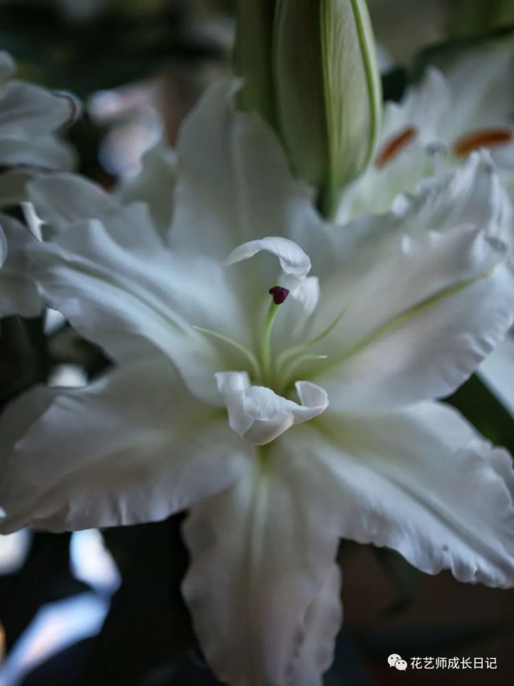 百合切花怎么养剪花蕊