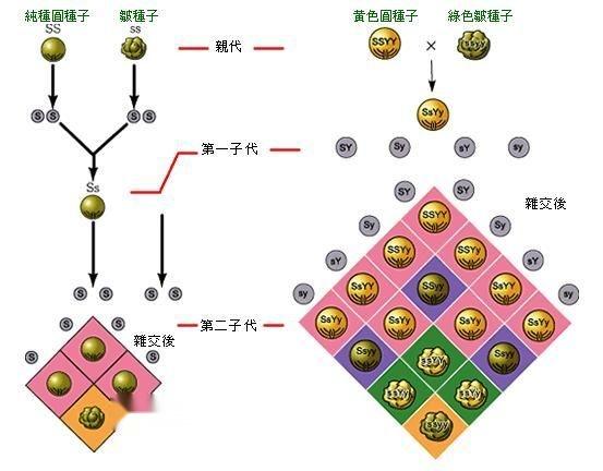 肠衣洗法