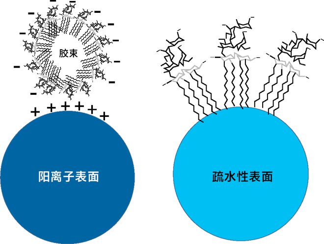 离子交换蛋白纯化