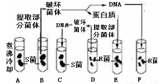 酶制剂和酶有什么区别,酶制剂与酶的区别，实地分析解释定义,真实数据解释定义_版版86.35.88